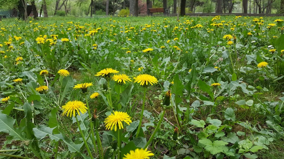 Păpădia elimină reziduurile toxice din solurile poluate cu resturi de țiței, deșeuri miniere și pesticide