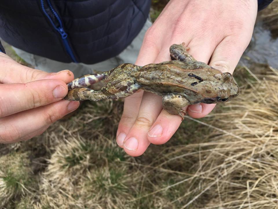 12.04.2019 Braconaj specie protejată de broaşte din zona Comandău din Județul Covasna