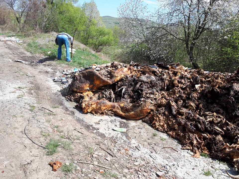 15.04.2019 Abandonare de resturi animale pe marginea drumului european E60 în zona localității Nadeș Județul Mureș