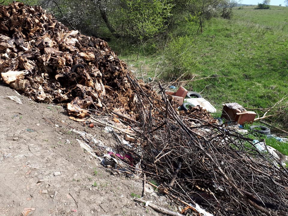 15.04.2019 Abandonare de resturi animale pe marginea drumului european E60 în zona localității Nadeș Județul Mureș 2