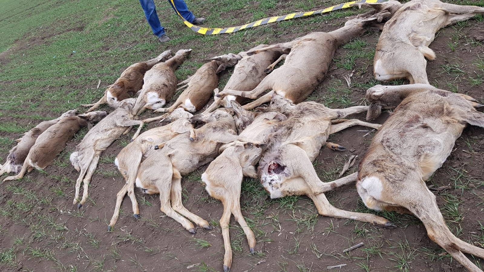 20.03.2019 Căprioare iepuri de câmp și fazani otrăvite cu produse chimice folosite pentru combaterea rozătoarelor pe raza localităților Pecica Semlac și Nădlac județul Arad 