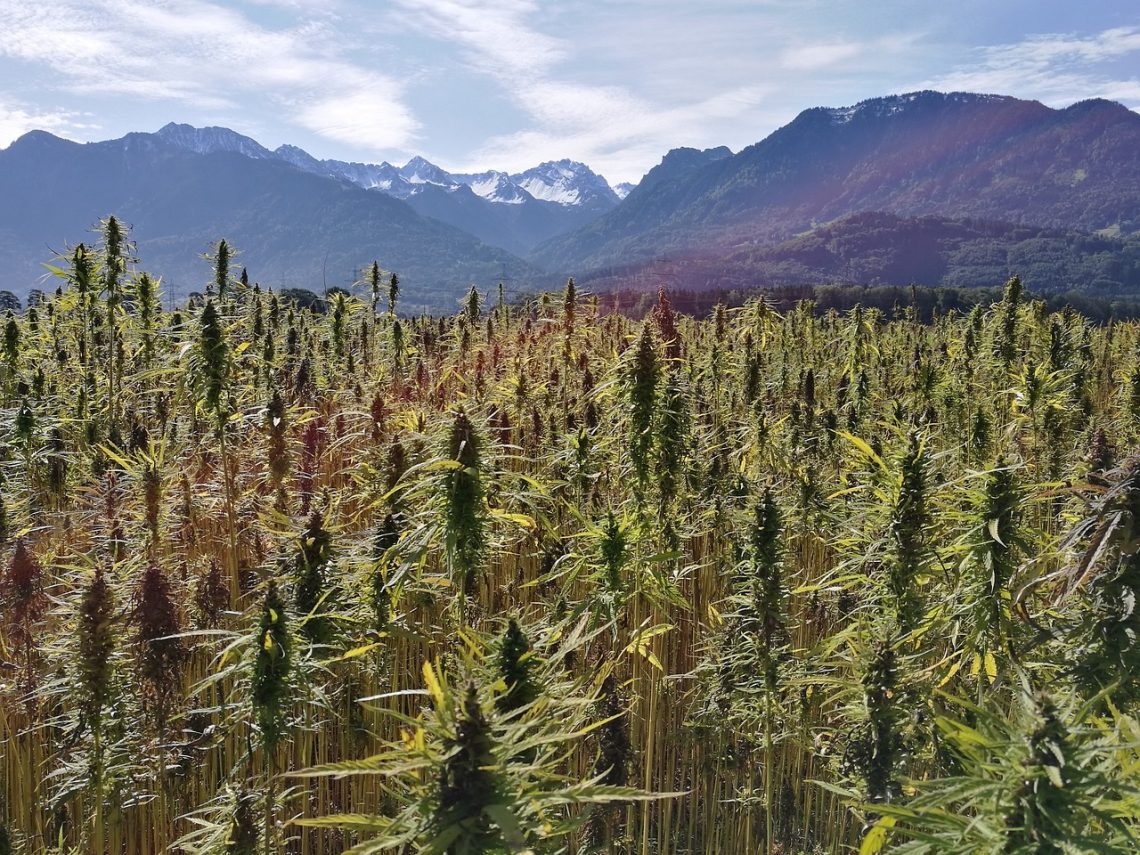 One hectare of hemp can save 4 hectares of forest from exploitation if it is cultivated for paper production and not only