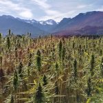 One hectare of hemp can save 4 hectares of forest from exploitation if it is cultivated for paper production and not only