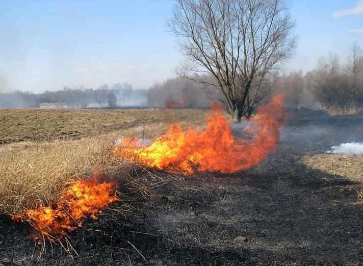 Deși este ilegal, au dat foc la miriște și au ars de vii animalele nevinovate