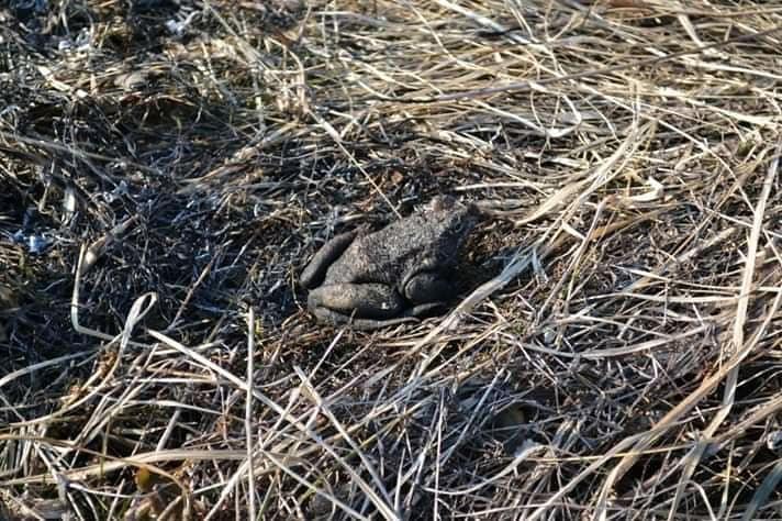 Deși este ilegal au dat foc la miriște și au ars de vii animalele nevinovate 2