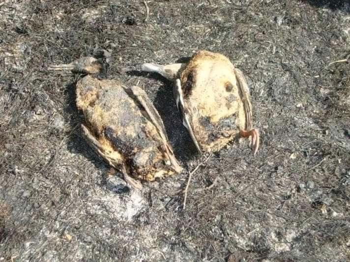 Deși este ilegal au dat foc la miriște și au ars de vii animalele nevinovate 3