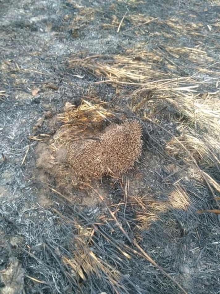 Deși este ilegal au dat foc la miriște și au ars de vii animalele nevinovate 4