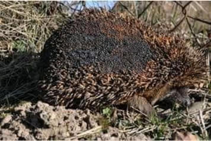 Deși este ilegal au dat foc la miriște și au ars de vii animalele nevinovate 5