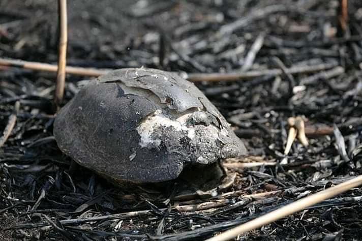 Deși este ilegal au dat foc la miriște și au ars de vii animalele nevinovate 7