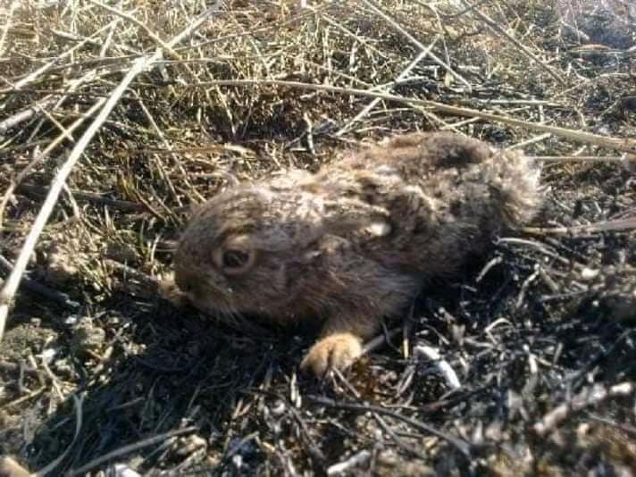 Deși este ilegal au dat foc la miriște și au ars de vii animalele nevinovate 9