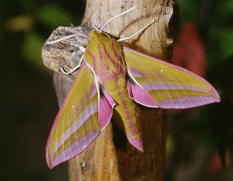 Deilephila elpenor (cunoscută și ca sfinxul elefant), este o molie de dimensiuni mari din familia Sphingidae.