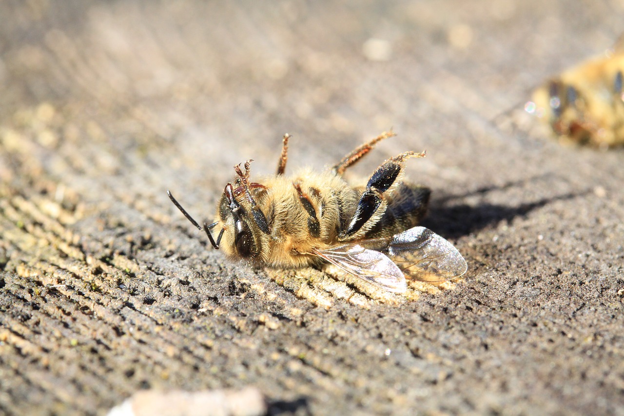Nu doar albinele sunt importante pentru existența umană și natură. Ci toate insectele!