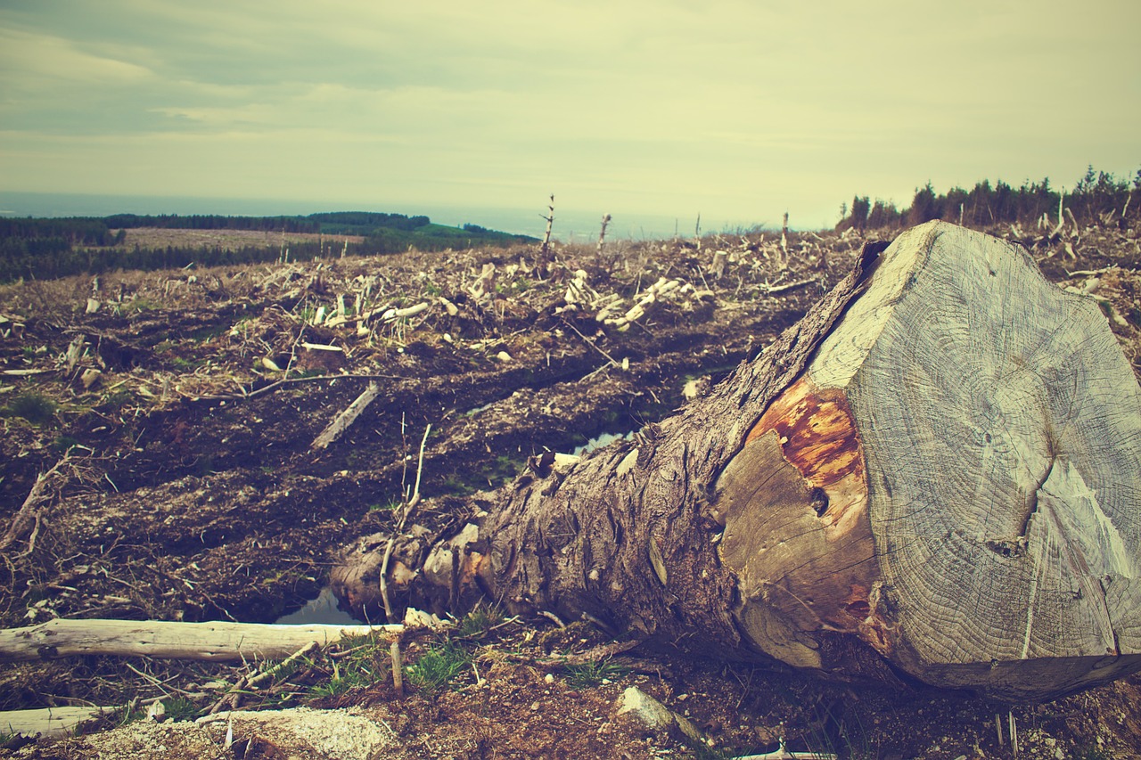 IN ONLY 10 YEARS, THE PLANET LOST 945,345 KM2 OF NATURAL FORESTS