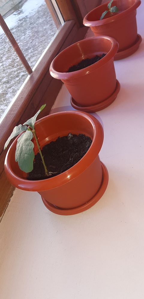Stejarii plantați în ghivecele de la geamul Colegiului Național Roman Vodă și au întins aripile 1