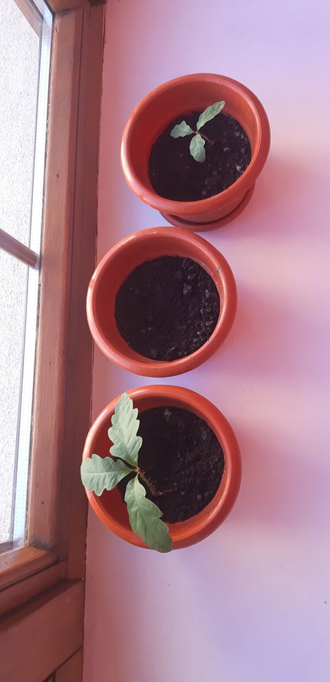 Stejarii plantați în ghivecele de la geamul Colegiului Național Roman Vodă și au întins aripile 2