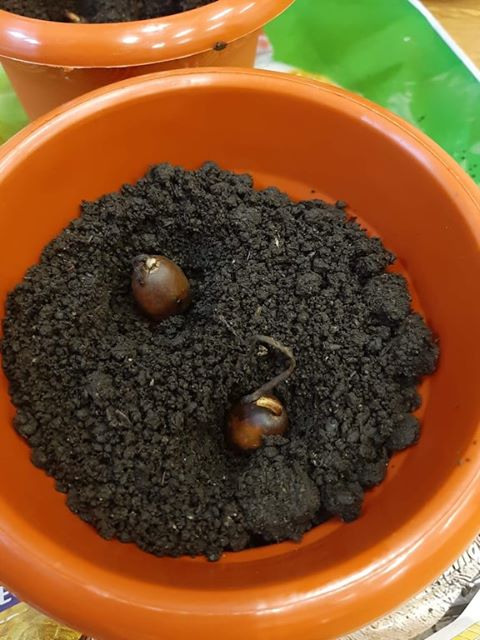 Stejarii plantați în ghivecele de la geamul Colegiului Național Roman Vodă și au întins aripile 4