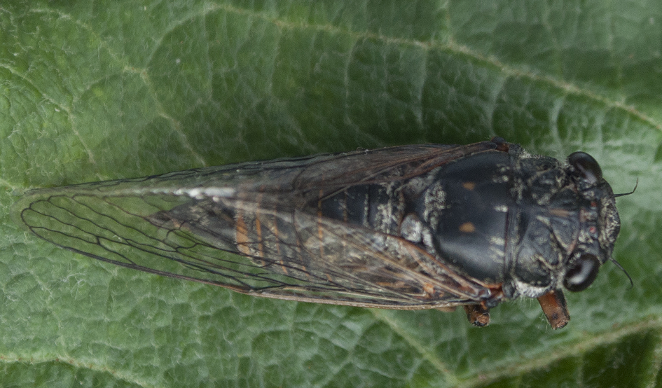 Cicadetta brevipennis (foto Daniela Bărbuceanu)