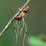 Îngrijorător: metoda prin care o ciupercă transformă furnicile în zombi, reprodusă în laborator