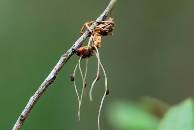 Sporocarp care crește dintr o furnică infectată care s a lipit de un copac